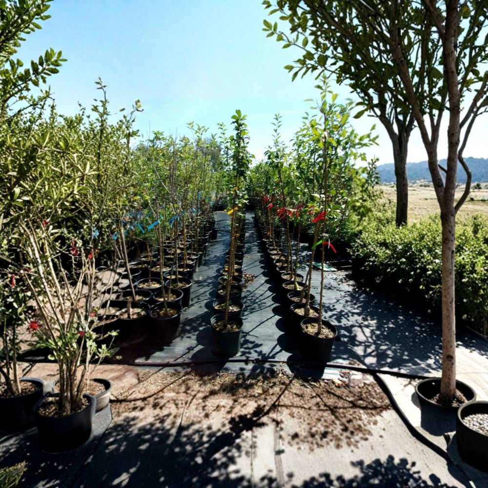 Harvest Gold Crabapple Tree | Fruiting Ornamental | Malus 'Harvest Gold' | Live Tree for Landscaping & Wildlife Gardens