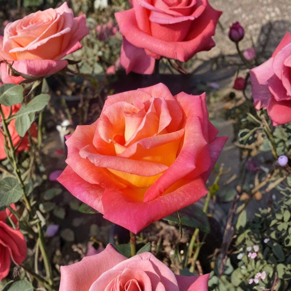 Mikado Hybrid Tea Rose Plant | 3 Gallon | Scarlet Yellow | Rosa hybrida | Garden Friendly | Easy to Grow Rose Bush