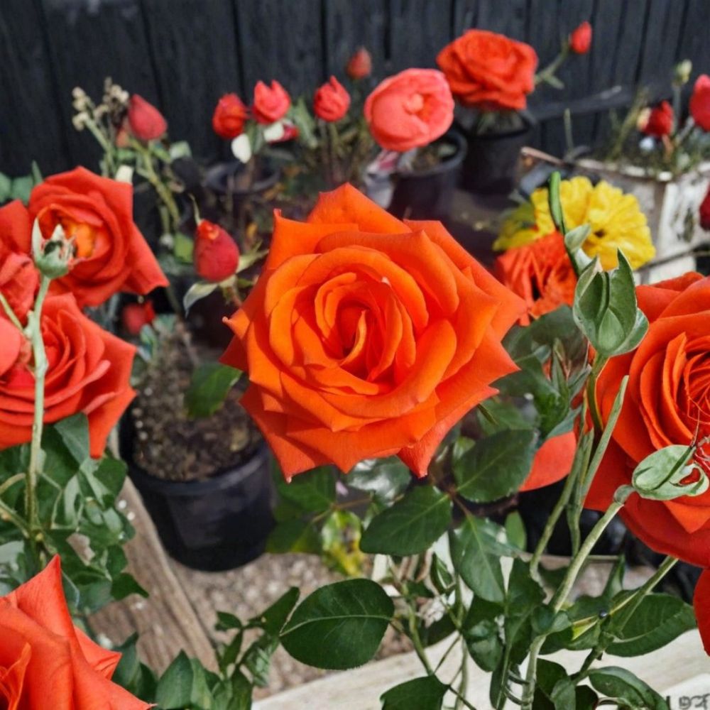 Marina Everblooming Floribunda Rose Live Plant | 2 Gallon | Salmon Orange Blooms | Rosa hybrid 'Marina' | Easy to Grow