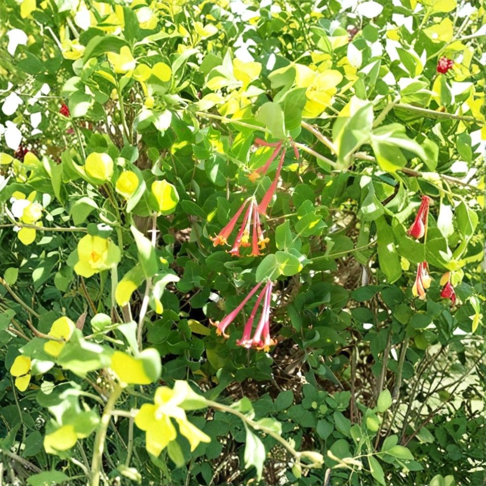 Arnold's Red Honeysuckle Vine Plant | 1 Gallon | Lonicera sempervirens 'Arnold Red' | Flowering Climbing Plant for Trellis