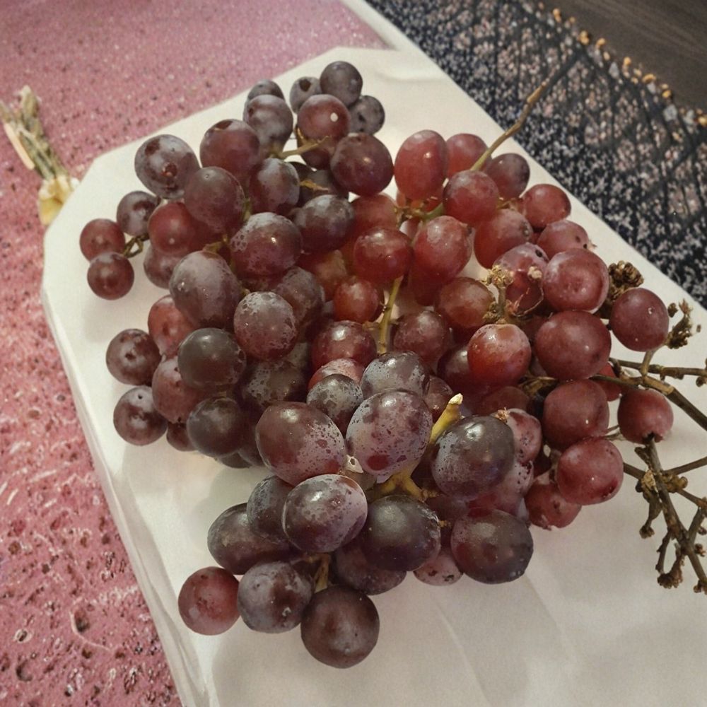 Vanessa Red Seedless Grape Vine | 2 Gallon Live Plant | Vitis vinifera | Easy to Grow | Seedless Red Fruit for Gardens