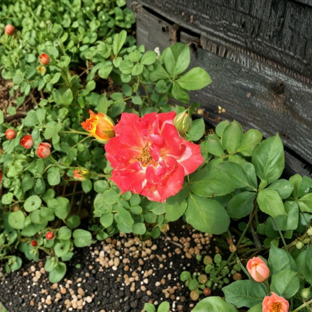 Pinata Rose Live Plant | 5 Gallon | Yellow Orange Climbing Rose | Rosa hybrid 'Pinata' | Easy to Grow Garden Favorite