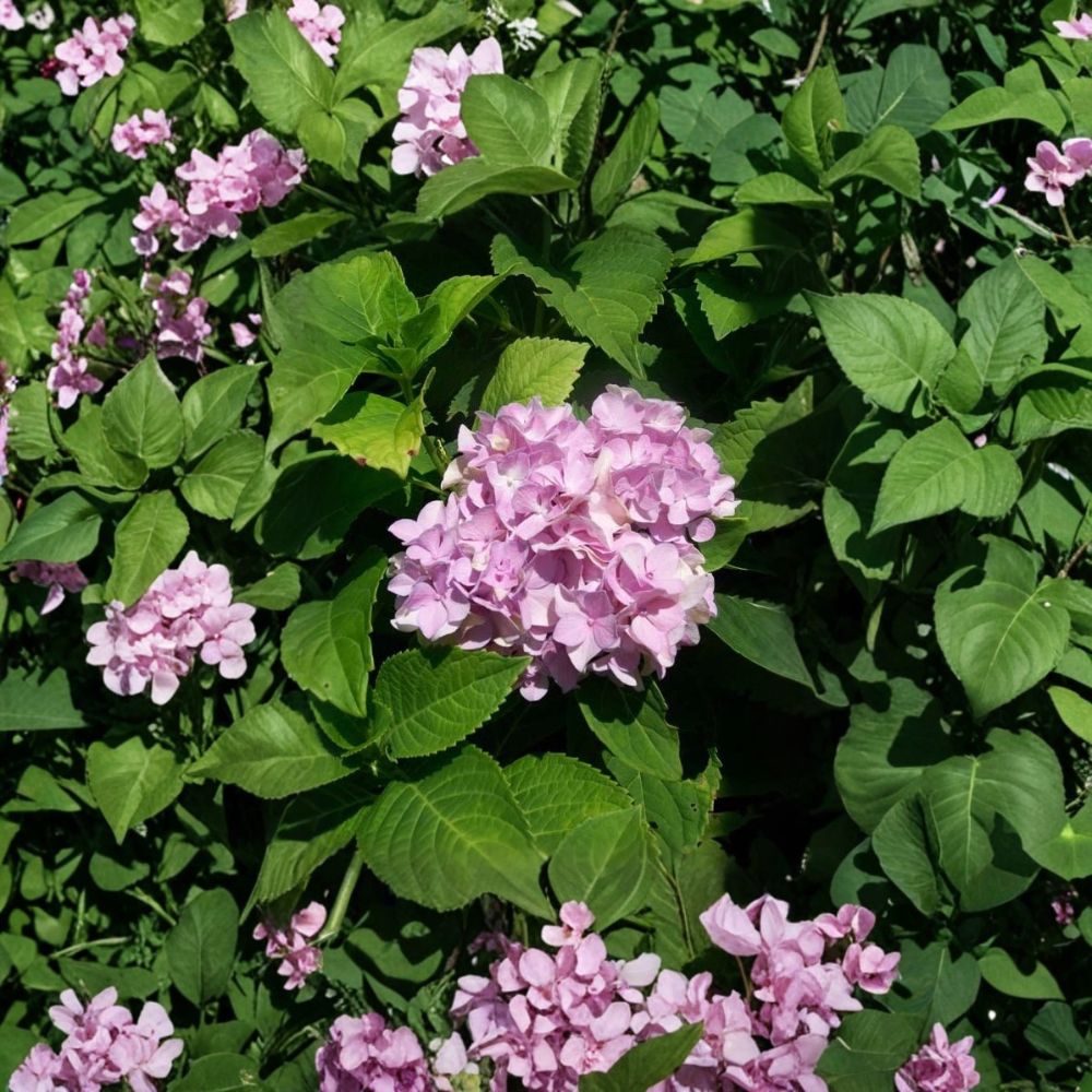 Nikko Blue Hydrangea Live Plant | 3 Gallon Shrub | Blue Flowering Variety | Hydrangea macrophylla 'Nikko Blue'