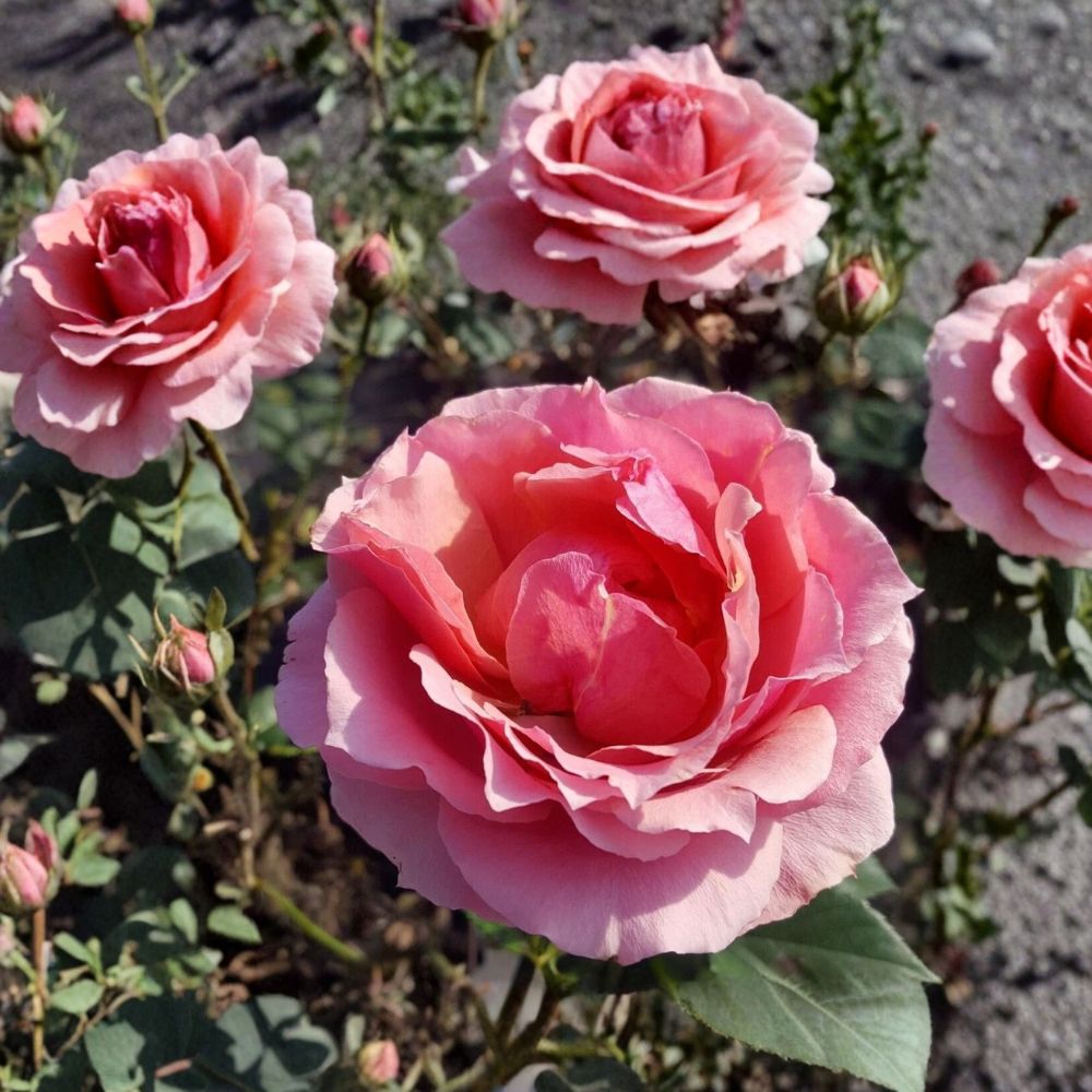 Princesse de Monaco Grandiflora Rose Plant | 1 Gallon | Pink & Cream Blooms | Rosa hybrid 'Princesse de Monaco'