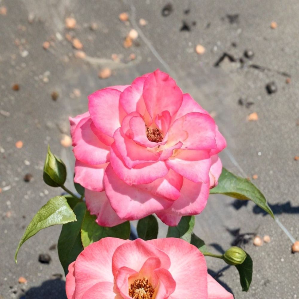 Nichole Everblooming Floribunda Rose Live Plant | 5 Gallon | White & Pink Blooms | Rosa hybrid 'Nichole' | Easy to Grow