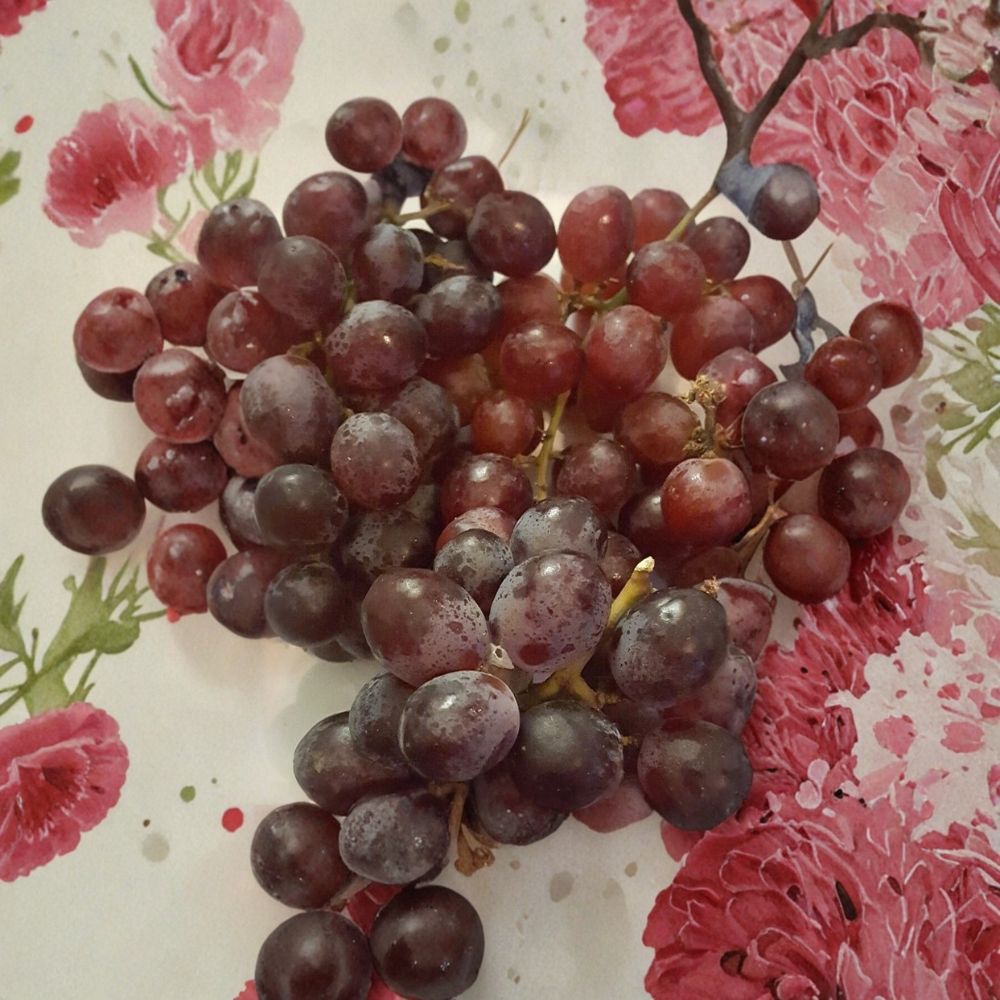 Red Globe Grape Vine | 2 Gallon Live Plant | Vitis vinifera | Self-Fertile Fruit for Fresh Eating, Juice & Wine