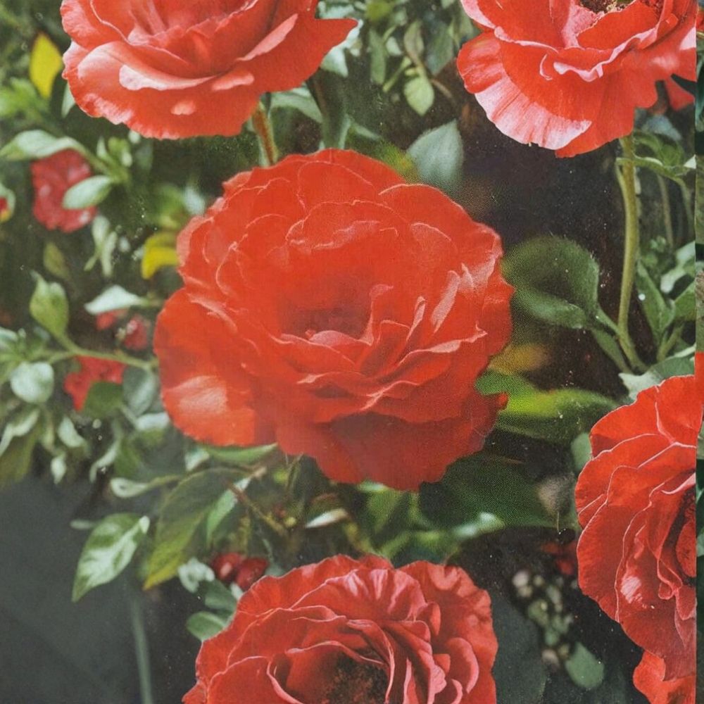 Impatient Floribunda Rose Plant - 3 Gallon Orange Red Blooming Shrub - Rosa Hybrid - Live Garden & Landscape Friendly Shrub