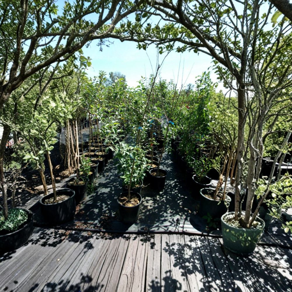 Enterprise Apple Tree | 4–6 Feet | Juicy Fruit | Malus domestica 'Enterprise' | Easy to Grow for Home Orchard