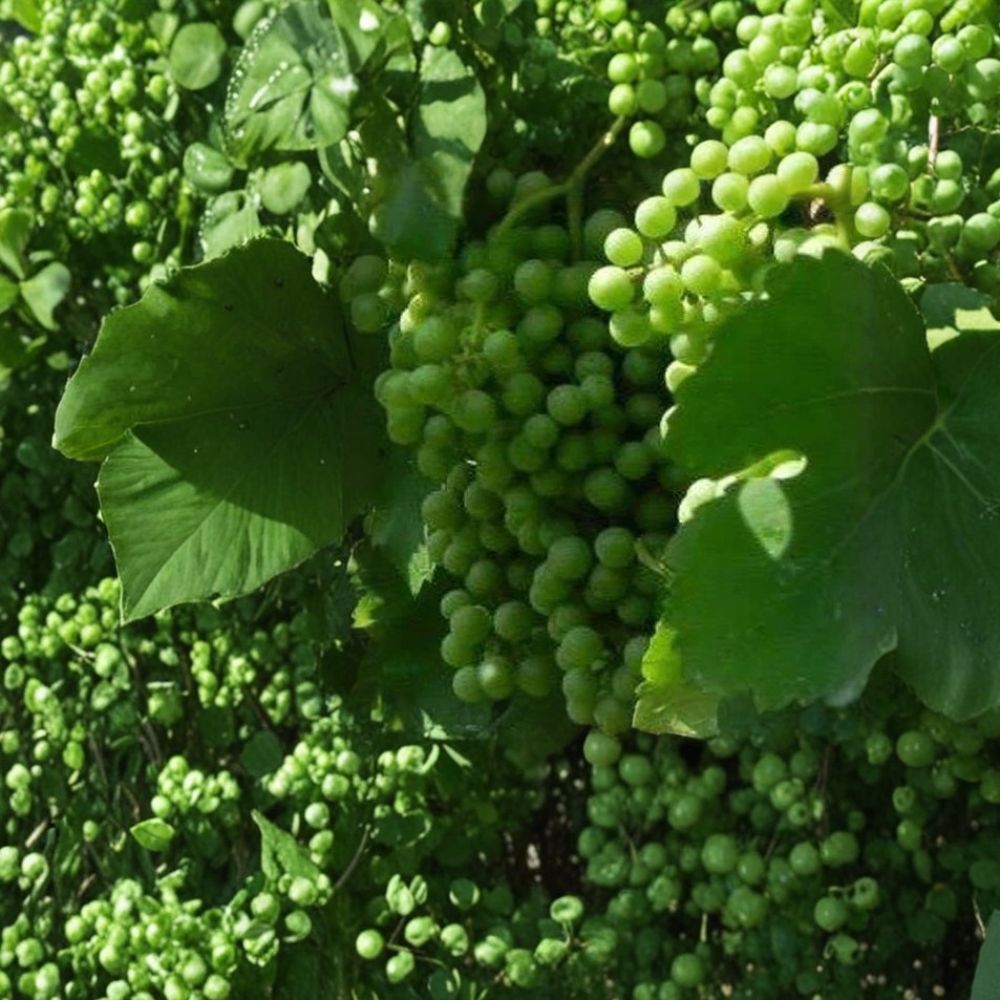 Muscat White Wine Grape Vine | 3 Gallon Live Plant | Sweet Golden Grapes | Vitis vinifera | Easy to Grow for Gardens & Vineyards