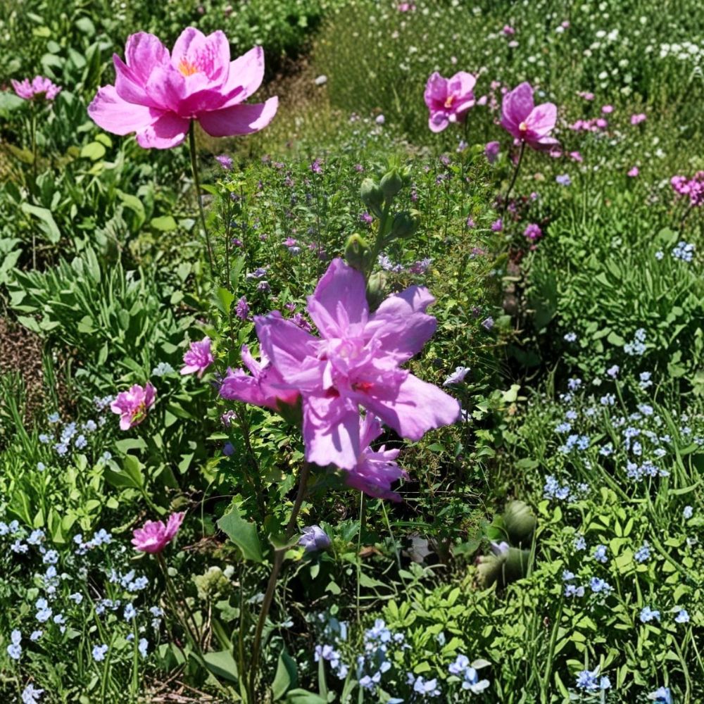 Double Flower Purple Althea Rose of Sharon | 3 Gallon Live Plant | Hibiscus syriacus | Hardy Flowering Shrub with Double Blooms