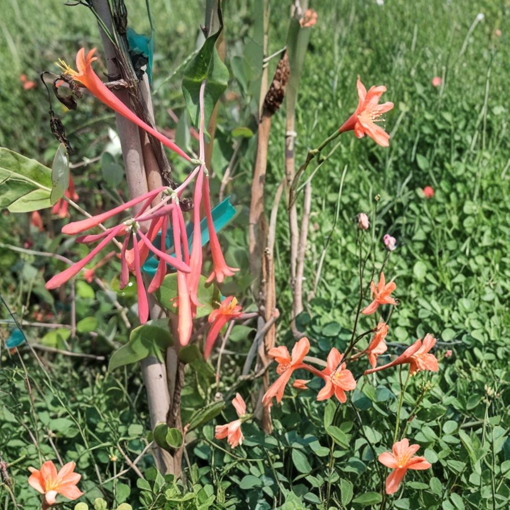 Coral Honeysuckle Vine Plant - 2 Gallon Coral Red Flowers - Lonicera sempervirens - Hummingbird Friendly, Easy to Grow