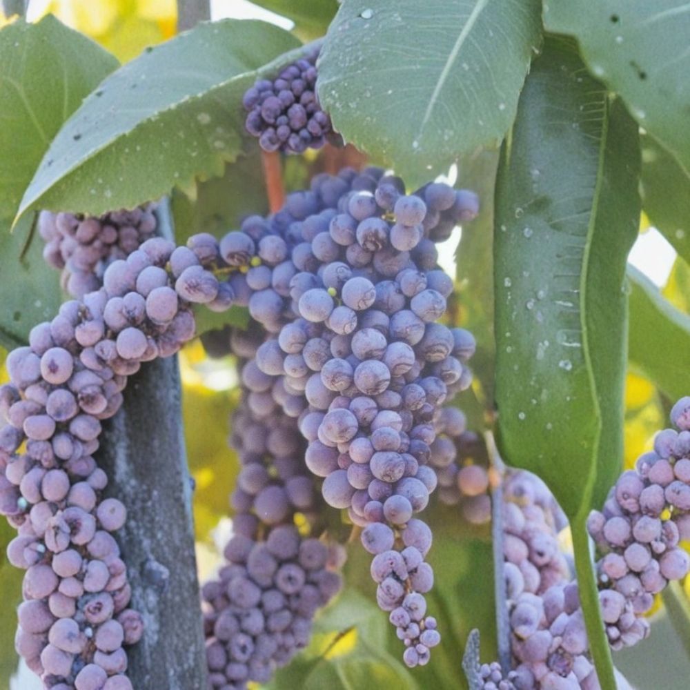 Fredonia Grape Vine 1 Gallon - Vitis labrusca, Early Ripening Fruit, Hardy, Easy to Grow for Home Vineyard