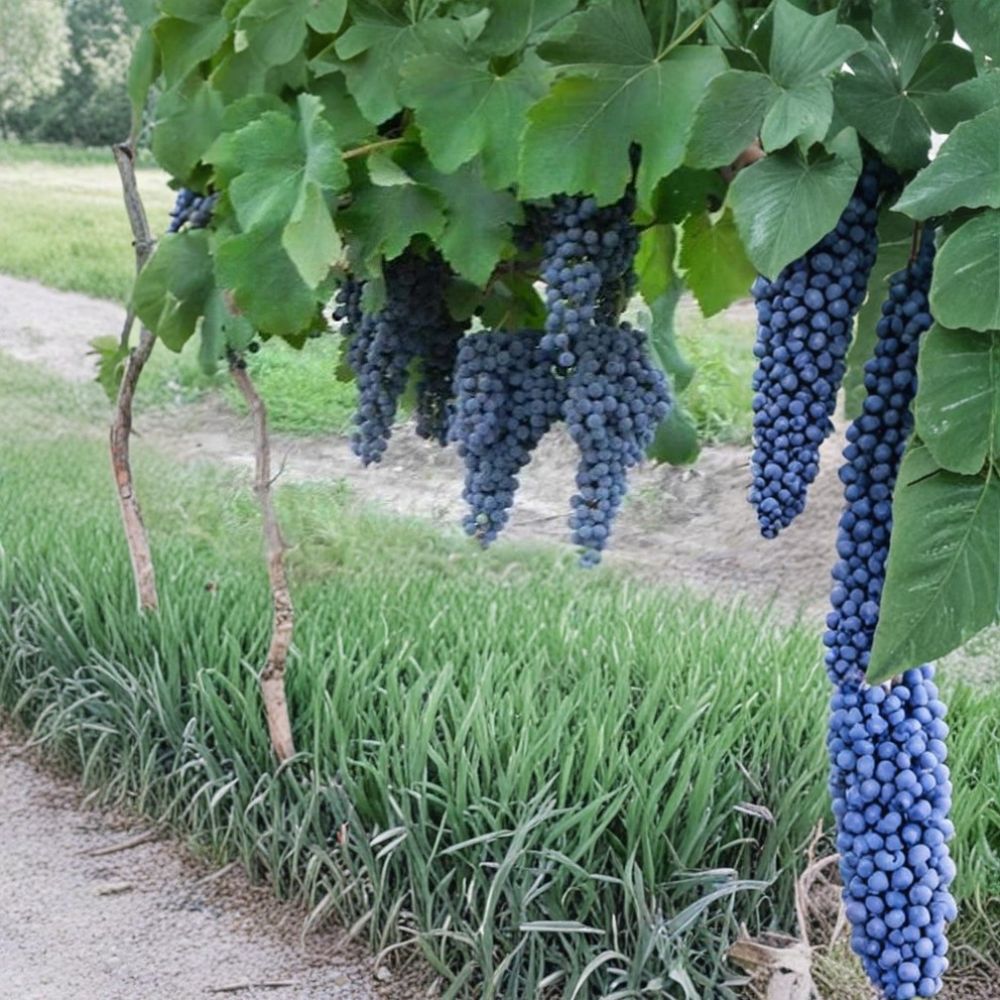 Norton Cynthiana Red Wine Grape Vine | Live Plant | Self-Fertile Variety | Vitis aestivalis 'Norton' | Easy to Grow