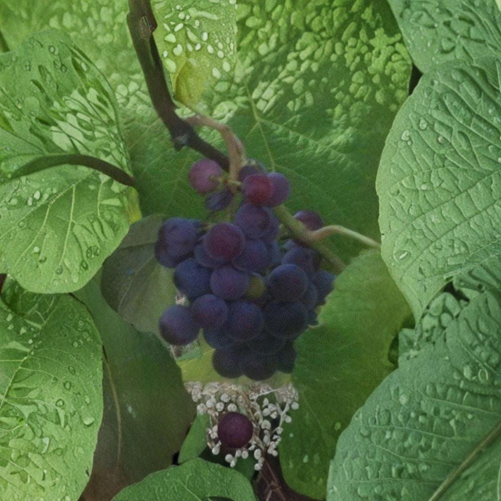 Saturn Blue Seedless Grape Vine | 3 Gallon Live Plant | Large Blue Grapes | Vitis vinifera 'Saturn Blue' | Easy to Grow