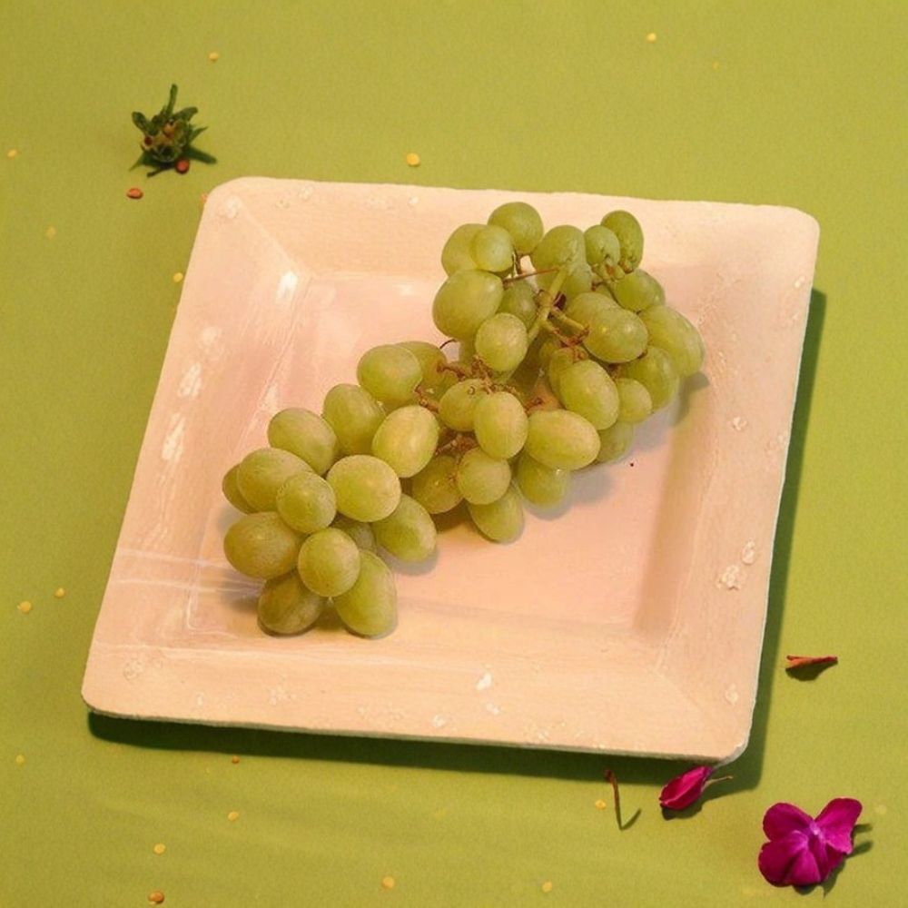 Chardonnay Grape Vine 3 Gallon Live Plant | Vitis vinifera 'Chardonnay' | Self-Fertile, Easy to Grow, Vineyard Friendly
