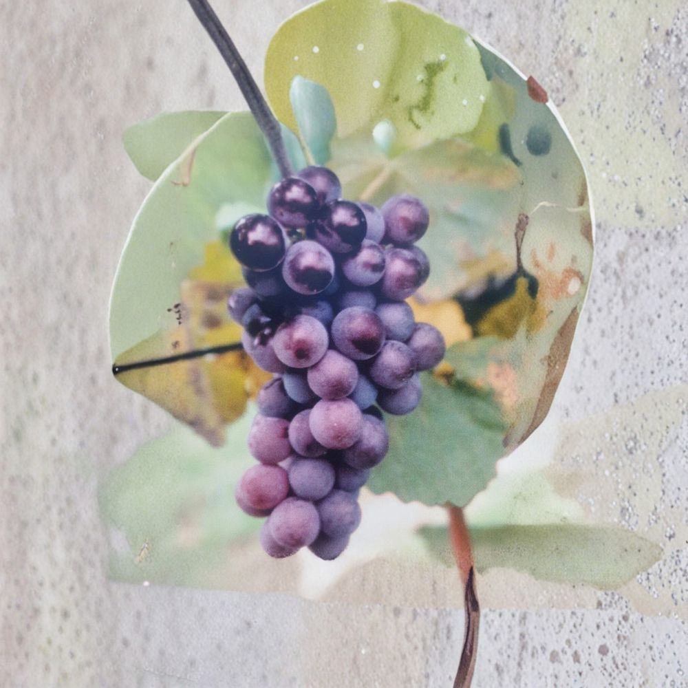 Champanel Grape Vine 3 Gallon Live Plant | Sweet Red & Black Grapes | Vitis spp. | Easy to Grow for Garden & Vineyard