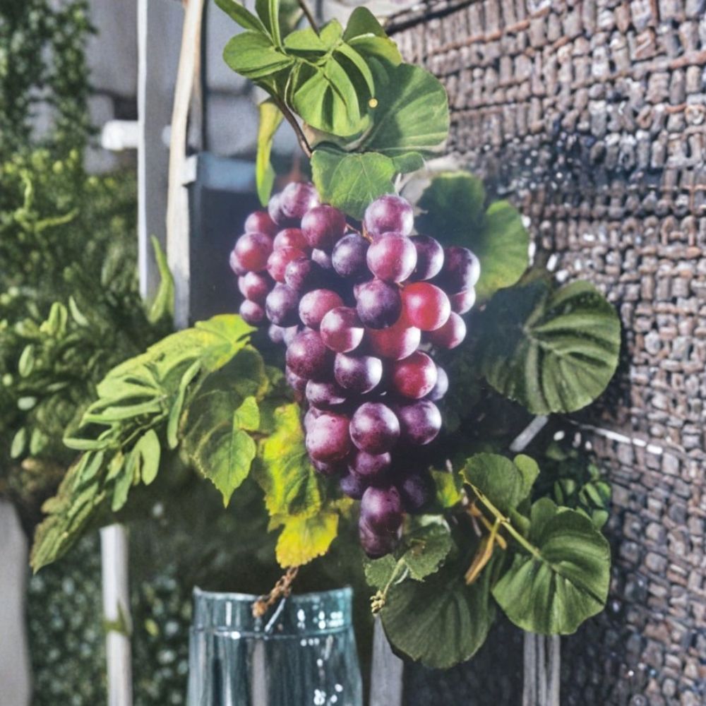 Black Beauty Muscadine Grape Vine - 1 Gallon Live Plant - Sweet Black Grapes - Vitis rotundifolia - Easy to Grow for Gardens