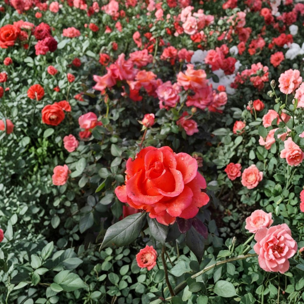 Ring of Fire Hybrid Tea Rose Plant | 2 Gallon Live Bush | Rosa 'Ring of Fire' | Landscape Friendly & Easy to Grow