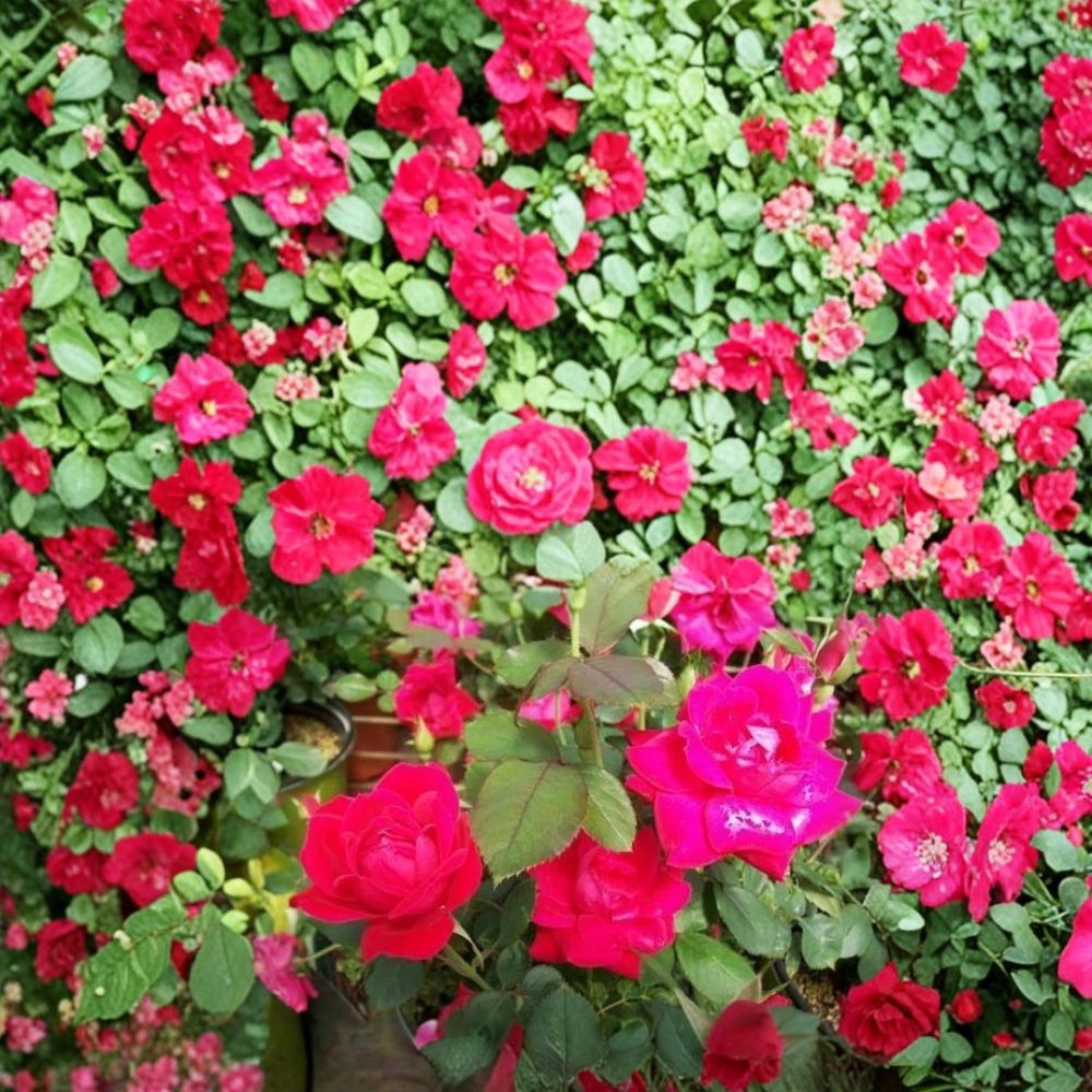 Double Knock Out® Red Rose Bush - 3 Gallon Live Plant | Disease Resistant Shrub Rose | Rosa 'Double Knock Out'