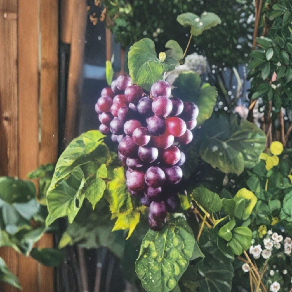Black Supreme Muscadine Grape Vine - 3 Gallon Live Plant - Vitis rotundifolia 'Black Supreme' - Ideal for Vineyard & Backyard Planting
