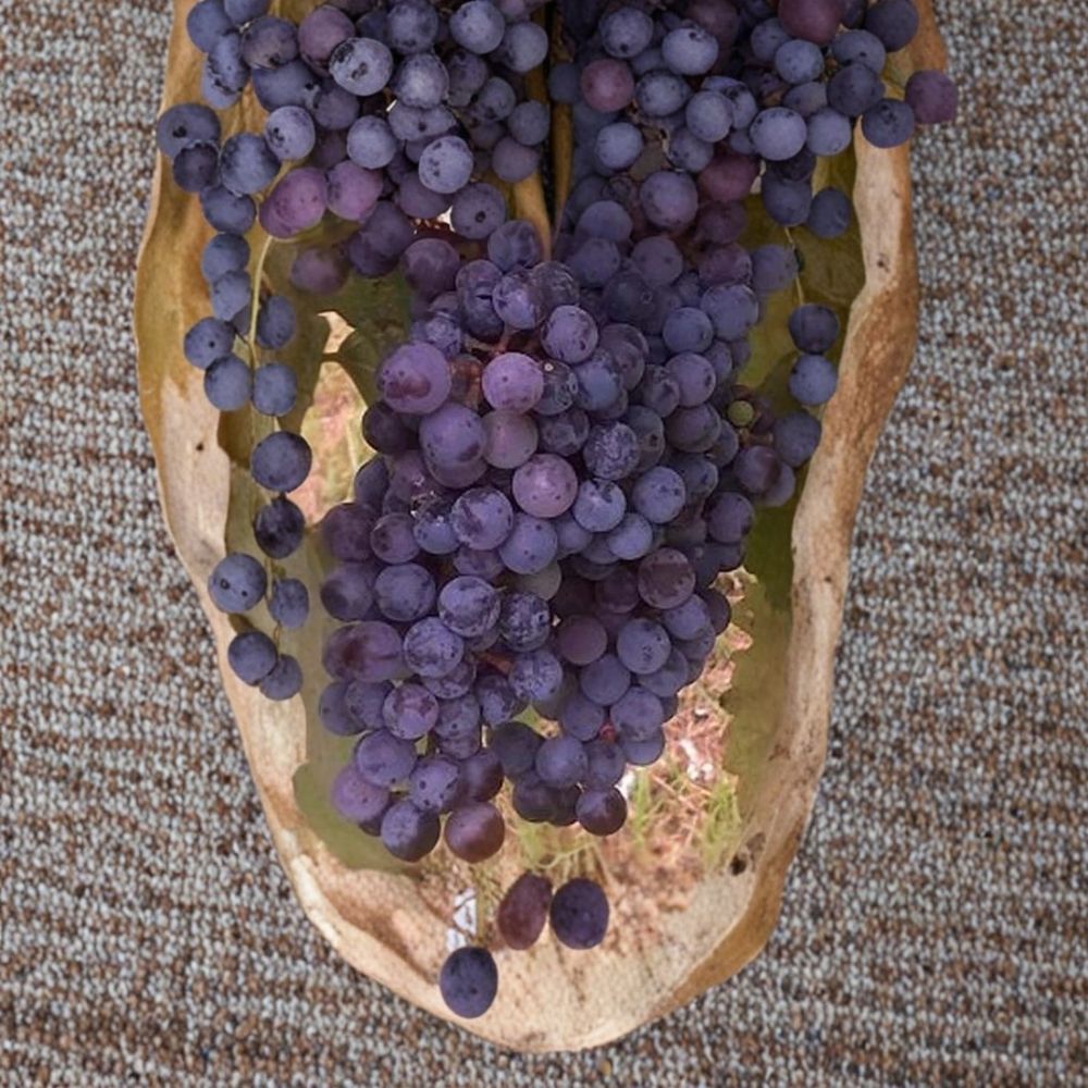 Zinfandel Wine Grape Vine 3 Gallon Live Plant | Self-Fertile Vitis vinifera | Premium Vineyard Variety | Easy to Grow