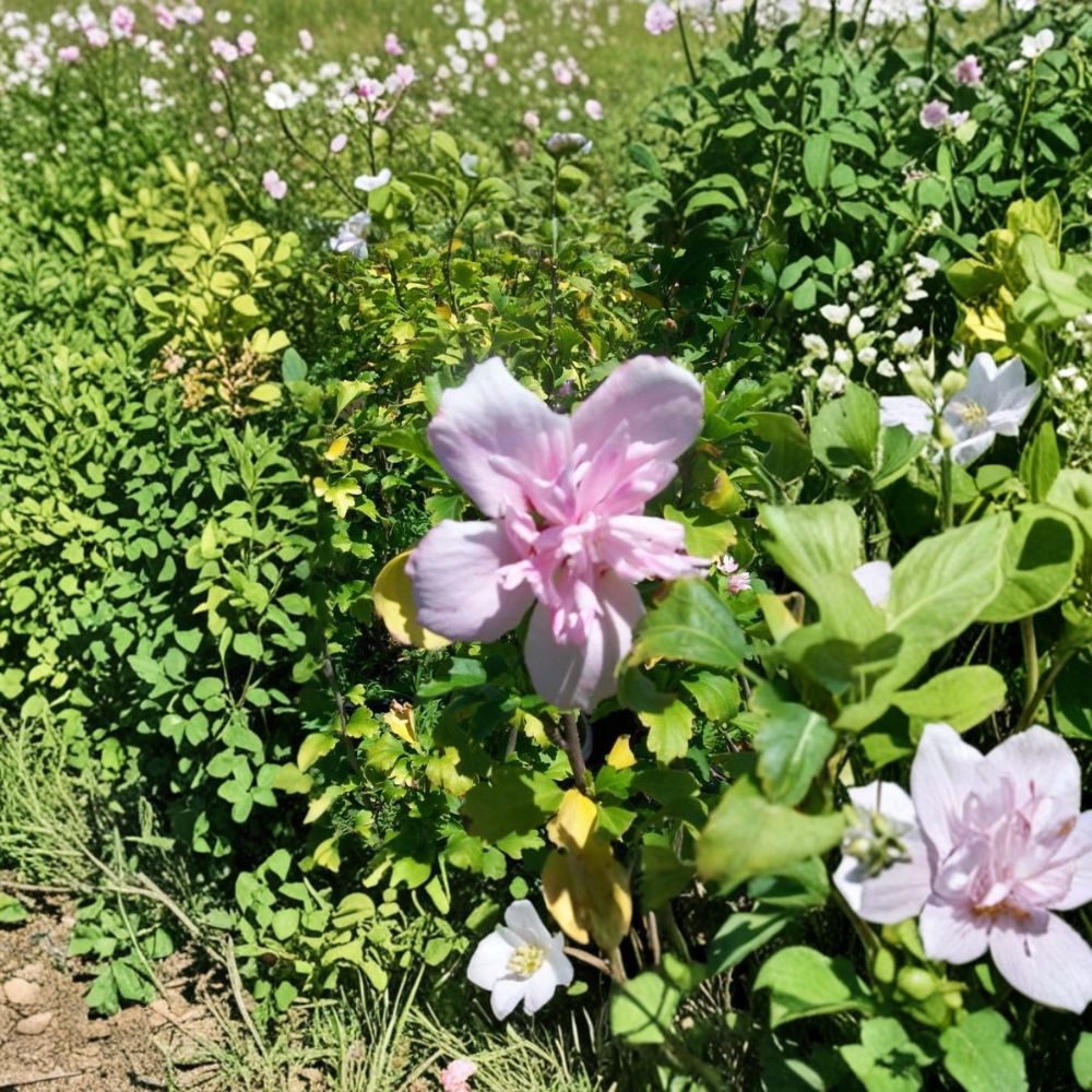 Double Flower Pink Althea Rose of Sharon Live Plant | 3 Gallon | Hibiscus syriacus | Deciduous Flowering Shrub | Easy to Grow