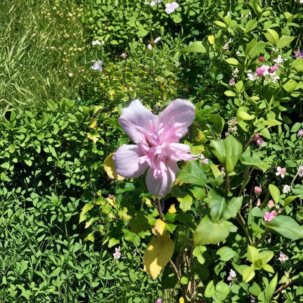 Double Flower Pink Althea Rose of Sharon Shrub | 3 Gallon | Hibiscus syriacus | Easy Care, Landscape Friendly Plant