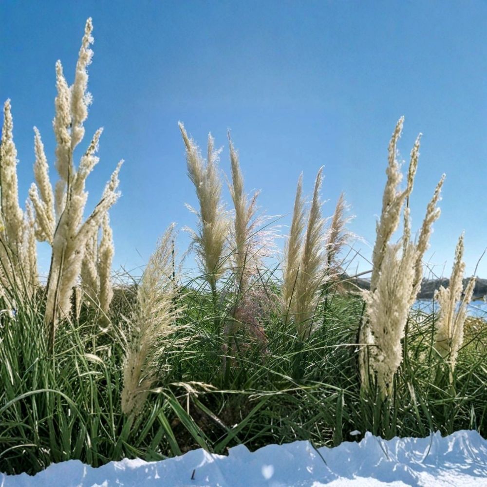 White Pampas Grass Plant - 1 Gallon - Ornamental Grass with Large White Plumes - Cortaderia selloana - Easy to Grow
