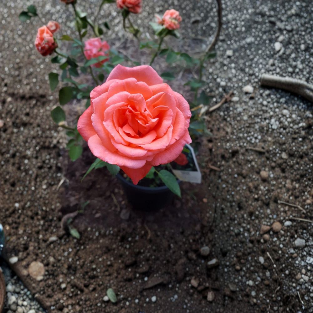 Tropicana Hybrid Tea Rose Live Plant | 3 Gallon | Vibrant Orange Blooms | Fragrant Rosa hybrid 'Tropicana' | Garden Rose