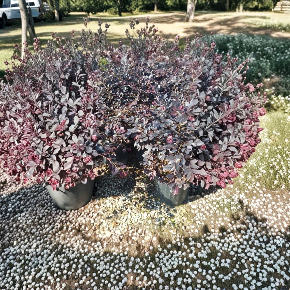 Chinese Fringe Flower Shrub - 1 Gallon Live Plant, Pink Blooms, Evergreen, Loropetalum chinense