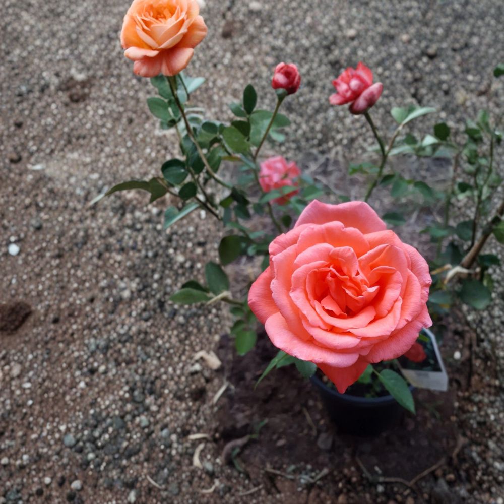 Tropicana Hybrid Tea Rose | 1 Gallon Live Plant | Vibrant Orange Blooms | Fragrant Rosa hybrid 'Tropicana'