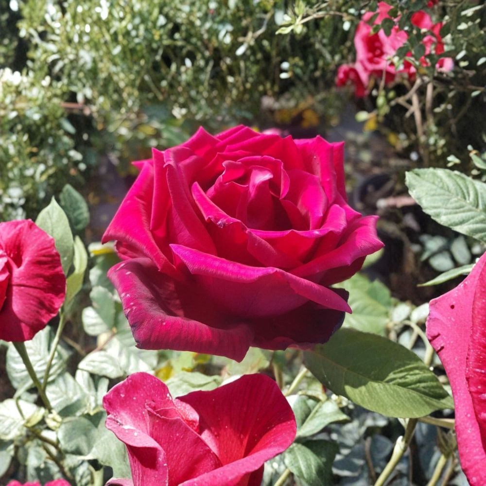 Traviata Hybrid Tea Rose Plant | 5 Gallon Size | Fragrant Red Double Blooms | Rosa hybrid 'Traviata' | Garden Friendly