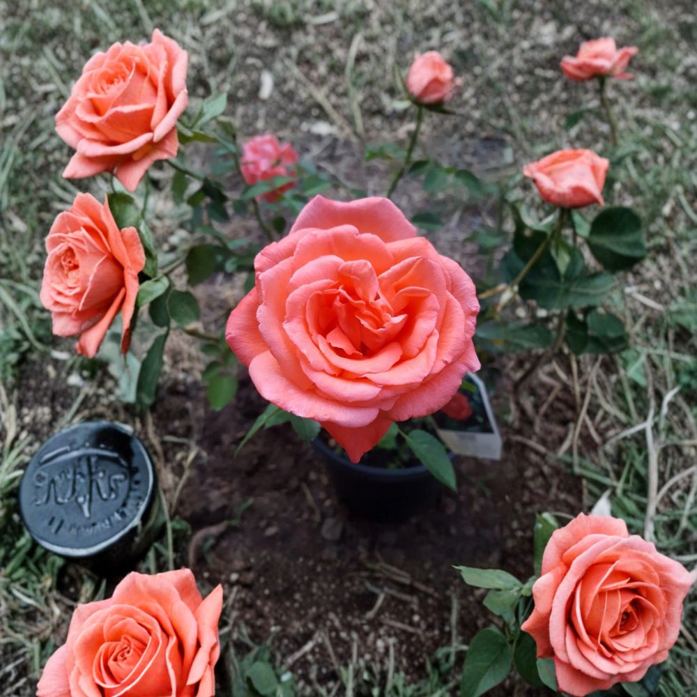Tropicana Hybrid Tea Rose Plant | 1 Gallon | Rosa 'Tropicana' | Orange-Coral Blooms | Easy to Grow for Garden & Landscape