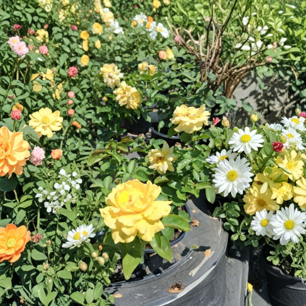Julia Child Butter Gold Rose Plant | 1 Gallon | Golden Yellow Floribunda | Rosa 'Julia Child' | AARS Award Winner