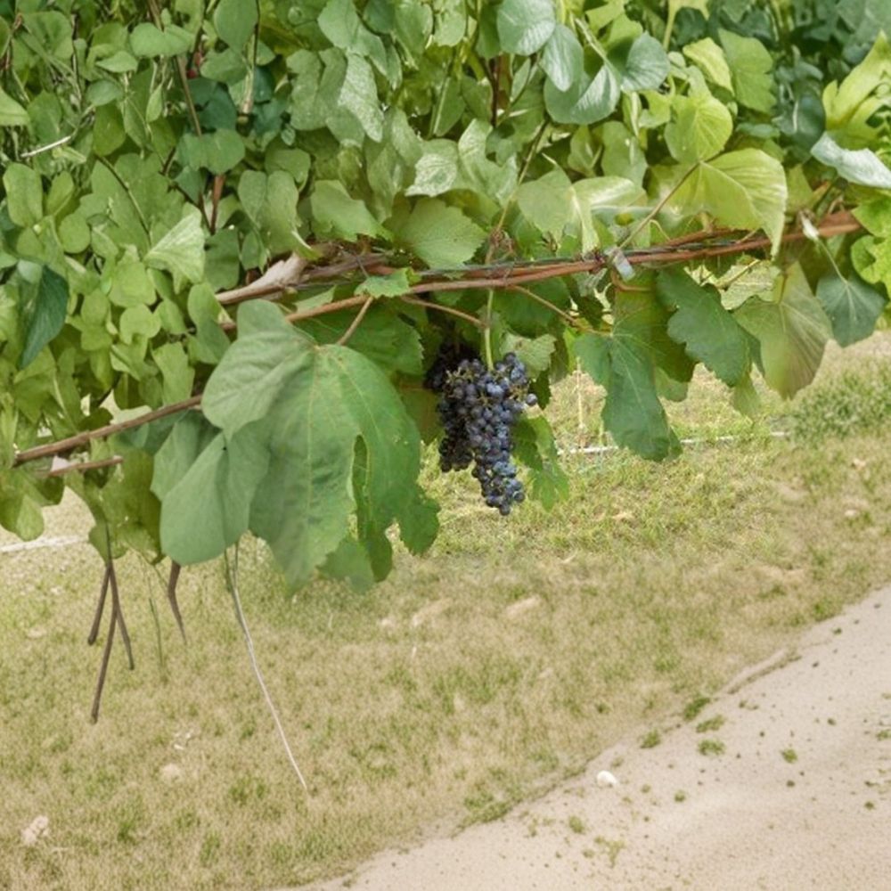 Black Manukka Seedless Grape Vine | 2 Gallon | Self-Fertile Vitis vinifera | Easy to Grow Edible Plant for Gardens & Vineyards