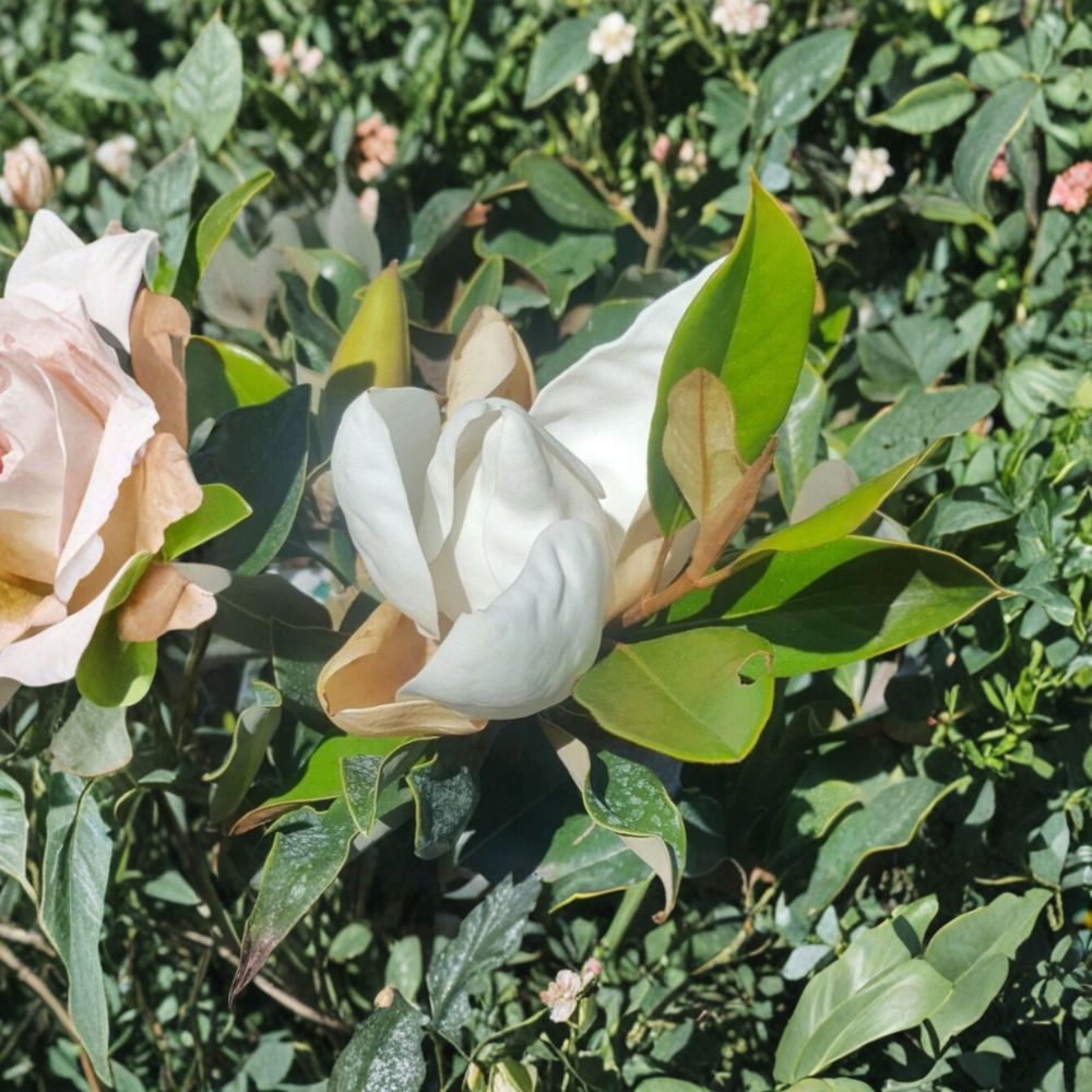 Southern Magnolia Tree 4-5 Feet Evergreen Shade Tree Magnolia grandiflora Fragrant White Flowers Healthy Root System