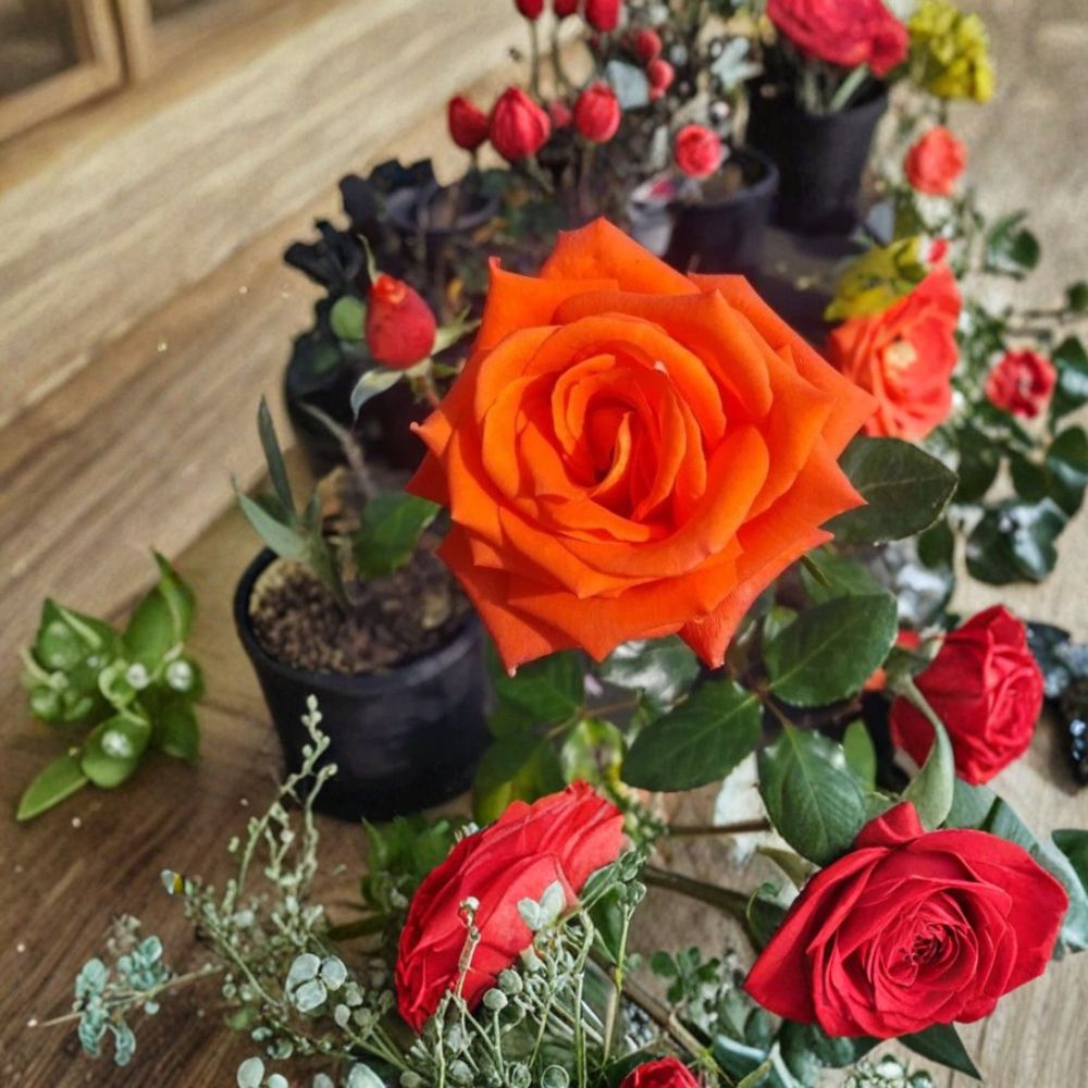 Marina Floribunda Rose Plant - 3 Gallon Salmon Orange Everblooming Rose Bush - Rosa hybrida - Garden Ready with Root Ball