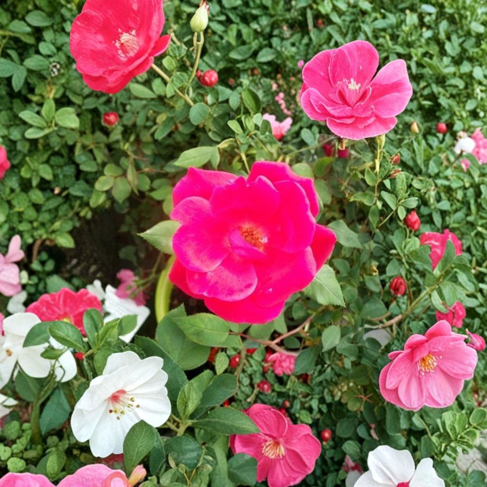 Red Knock Out® Rose Live Plant | 3 Gallon | Cherry Red Flowering Shrub | Rosa hybrida | EarthKind Disease Resistant