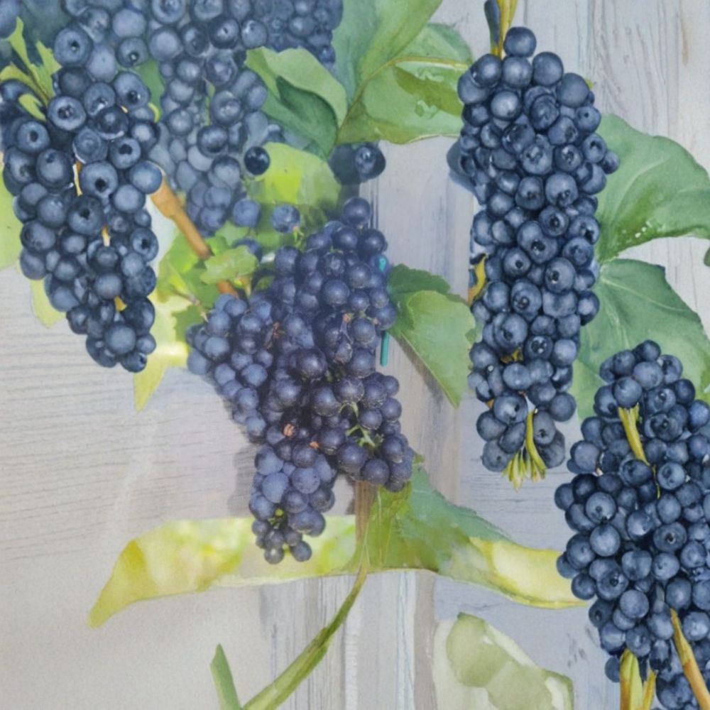 Mars Seedless Grape Vine Plant | 3 Gallon | Vitis labrusca 'Mars' | Rooted Vine for Easy Home Vineyard Gardening