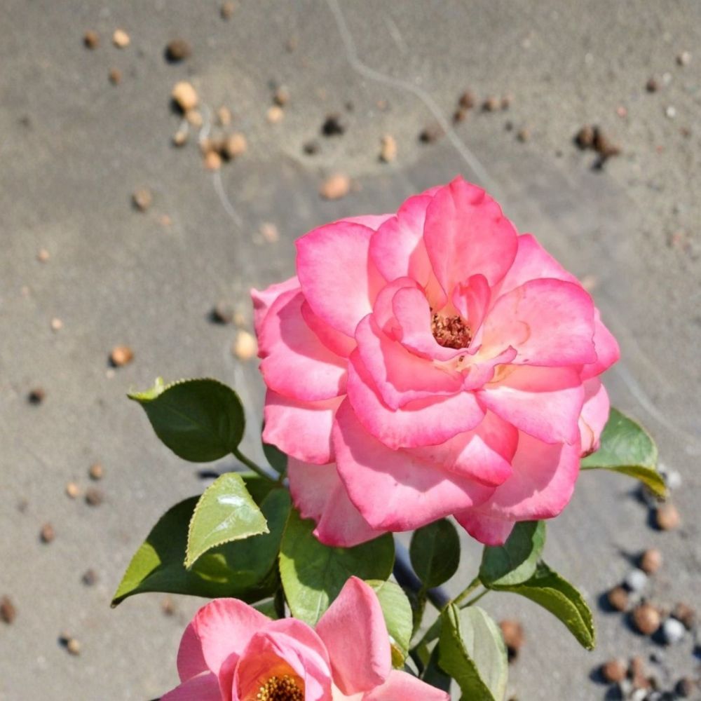 Nichole Floribunda Rose Plant | 5 Gallon | White Pink Everblooming | Rosa hybrida | Garden Friendly & Easy to Grow