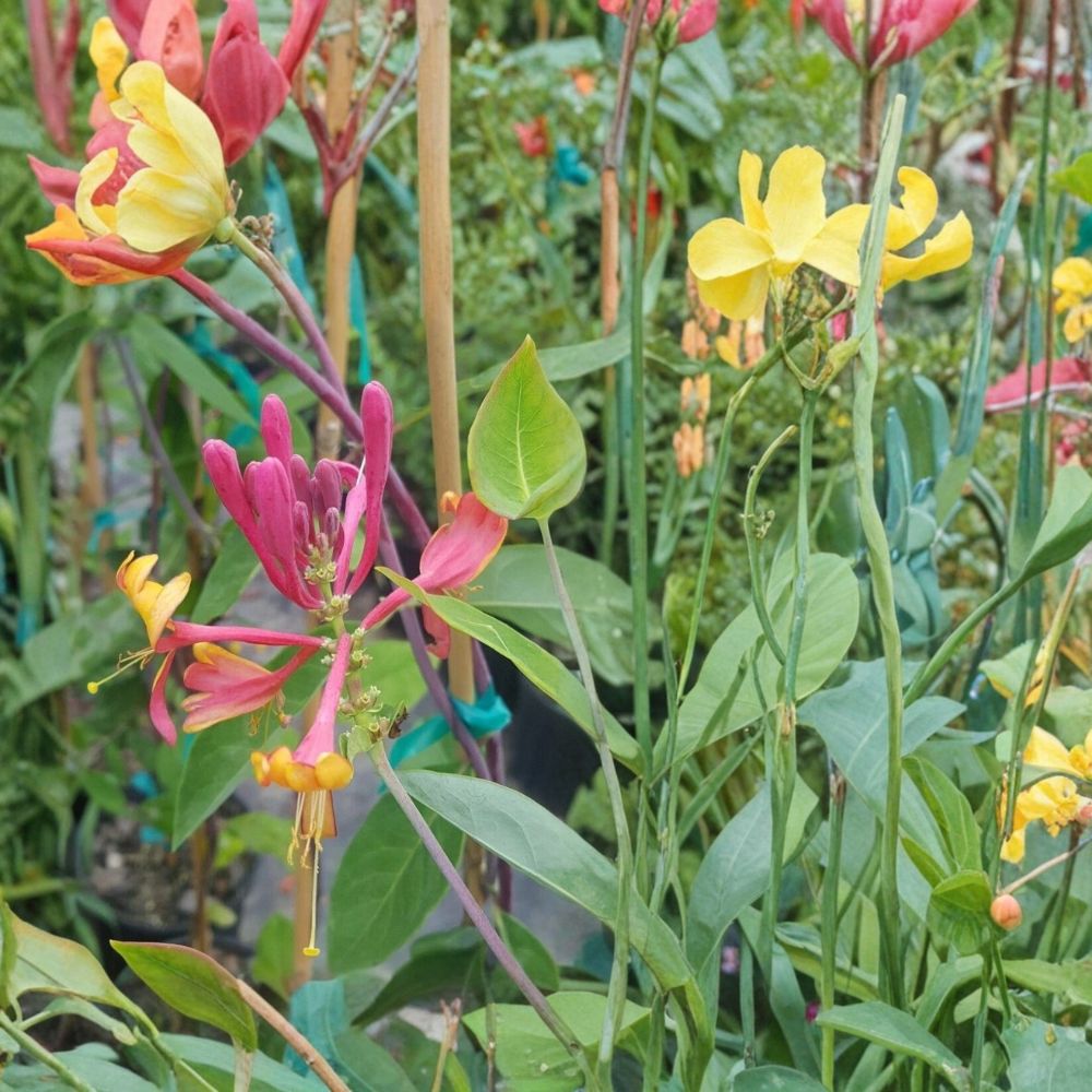 Pink Lemonade Honeysuckle Vine | 1 Gallon | Fragrant Pink Flowers | Lonicera spp. | Hummingbird Friendly Climbing Plant