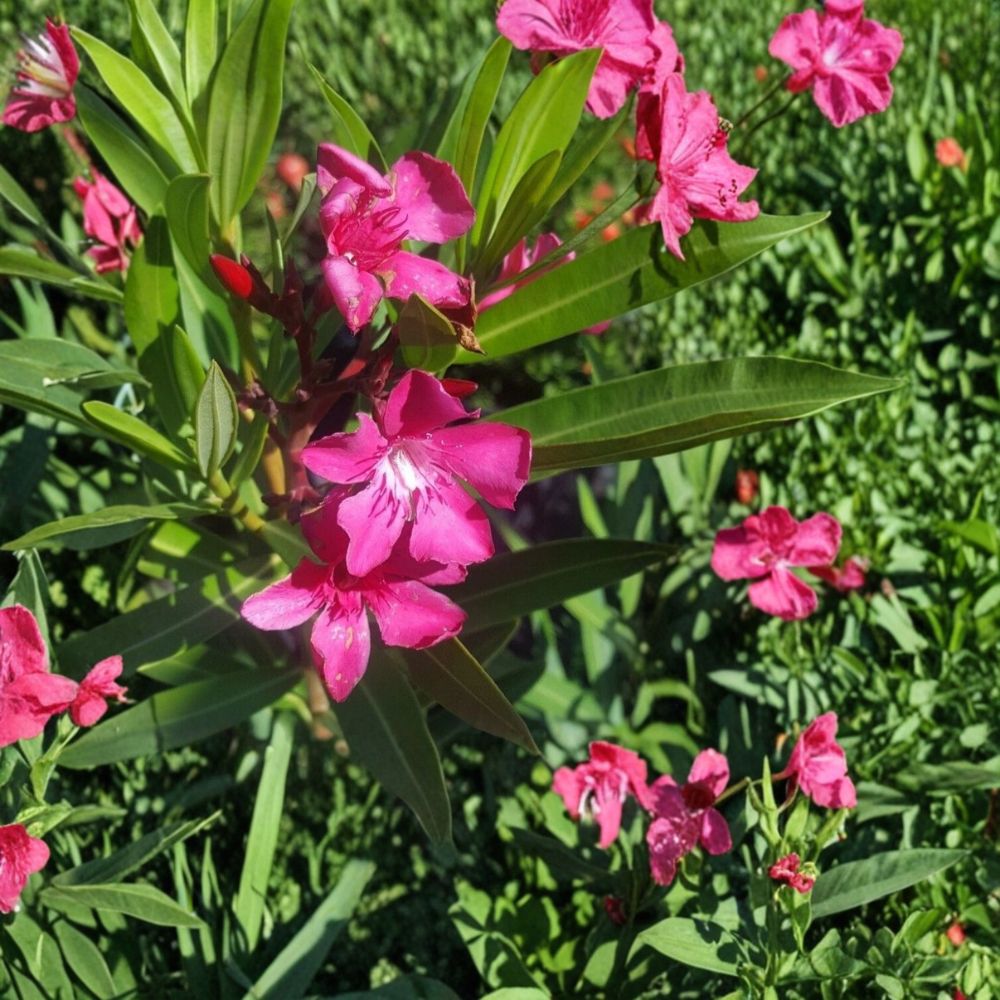 Pink Oleander Live Flowering Shrub 2 Gallon | Nerium Oleander | Evergreen Landscape Plant | Drought Tolerant & Easy to Grow