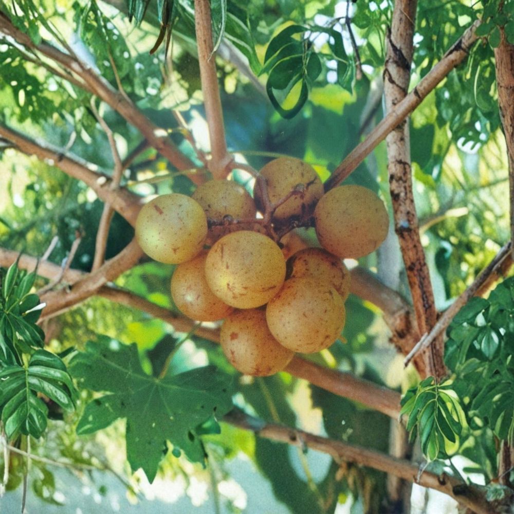 Light Scuppernong Muscadine Grape Vine 4-6 Feet Bronze Vitis rotundifolia | Fruiting Vine for Wine & Fresh Eating