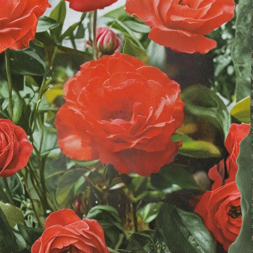 Impatient Floribunda Rose Plant - 2 Gallon Live Bush - Vibrant Orange-Red Blooms - Rosa 'Impatient' - Easy to Grow Garden Rose