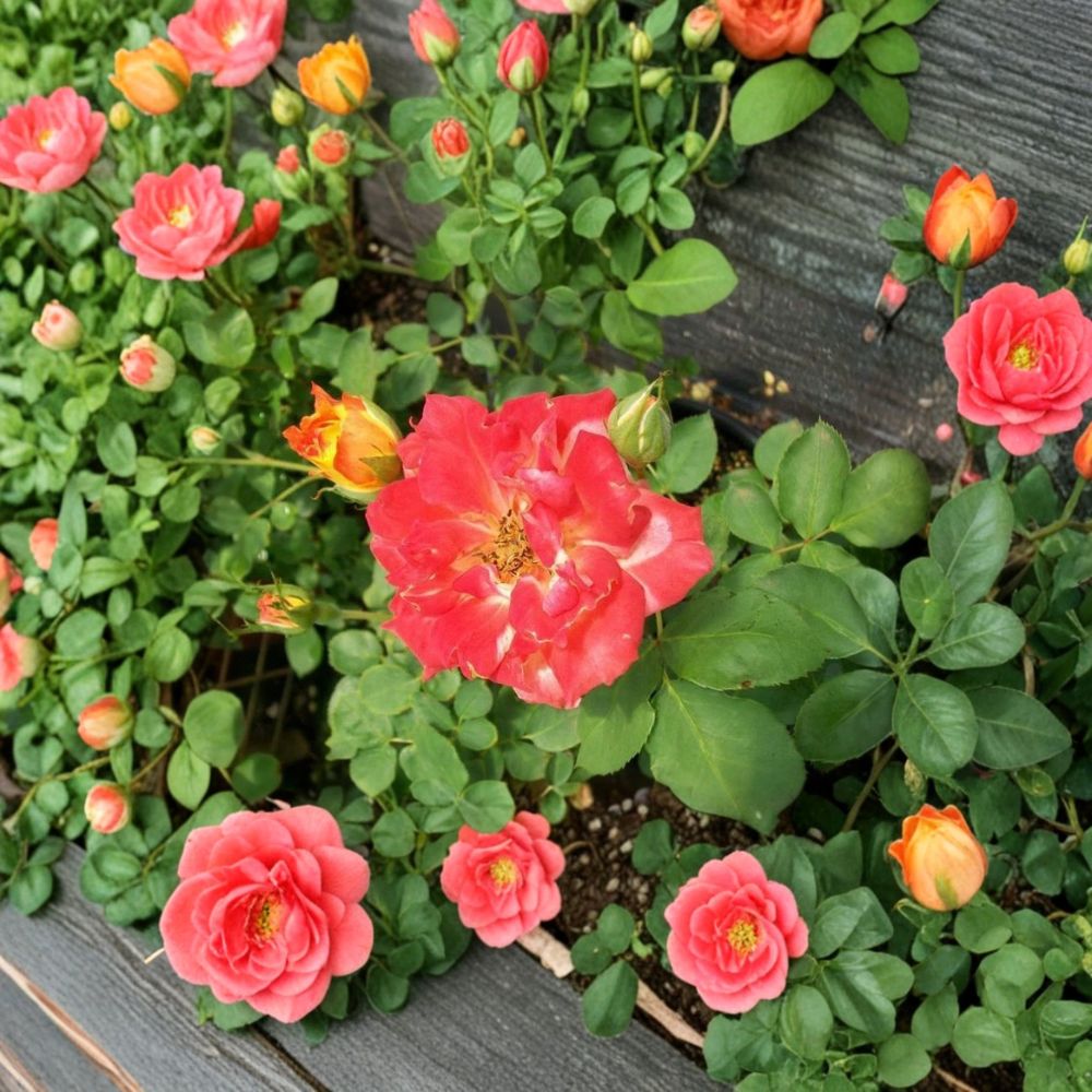 Pinata Rose Plant | 5 Gallon | Yellow Orange Flowering Rose Bush | Rosa hybrida | Landscape Friendly, Easy to Grow