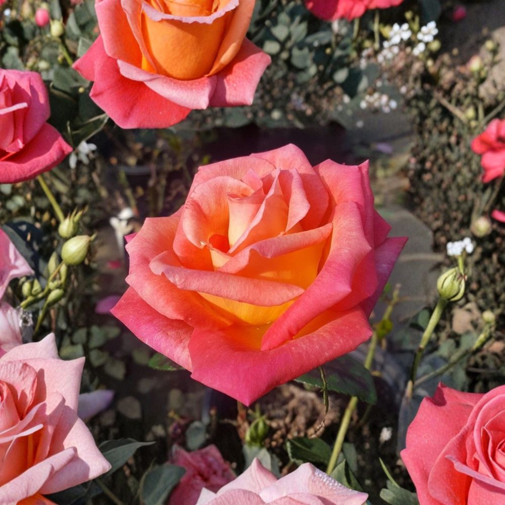 Mikado Hybrid Tea Rose Plant | 3 Gallon | Scarlet Yellow Blooms | Rosa hybrida | Garden Friendly | Easy to Grow