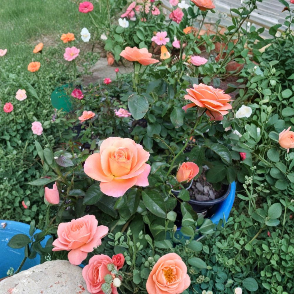 New Year Grandiflora Rose Bush Plant | 5 Gallon | Orange Blooming Shrub | Rosa hybrida 'New Year' | Easy to Grow