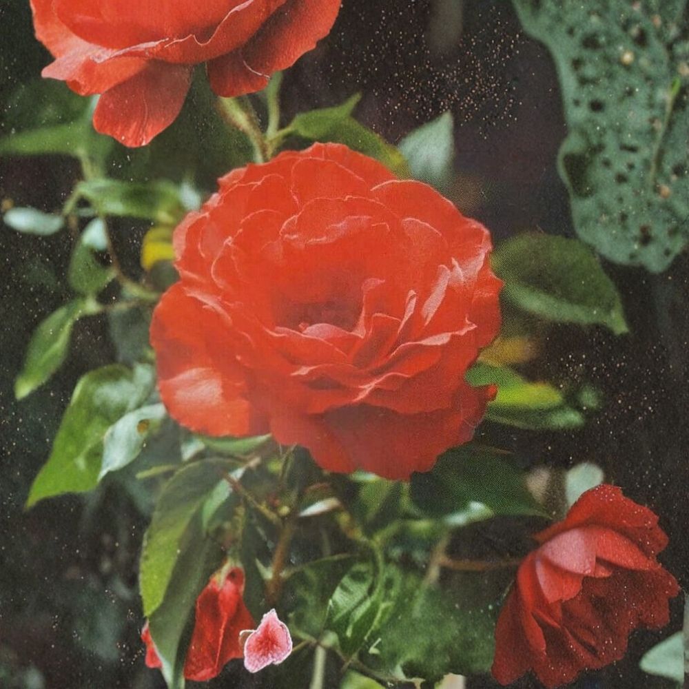 Impatient Floribunda Rose Plant - 2 Gallon Orange Red Flowering Shrub - Rosa hybrid (Floribunda Group) - Easy Care Garden Bloom