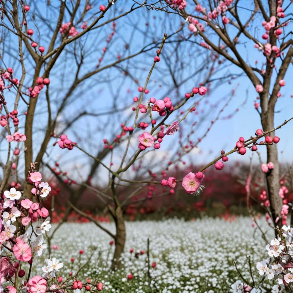 Mokel Japanese Flowering Apricot Tree Bare Root | Prunus mume | Pink Ume Plum | Edible Fruit & Ornamental Garden Tree
