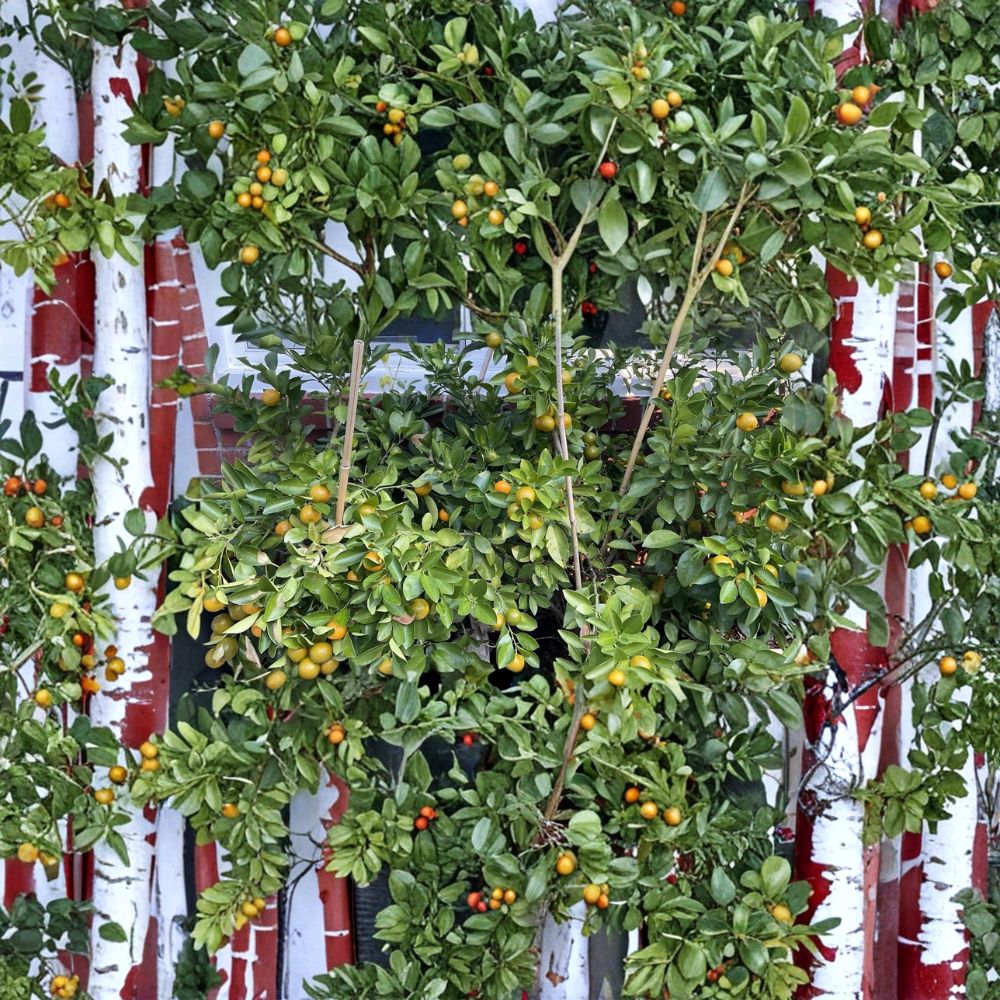 Calamansi Tree Live Plant | 2-3 Inch Rooted Starter | Everbearing Citrus | Citrus × microcarpa | Indoor Outdoor Fruit Tree